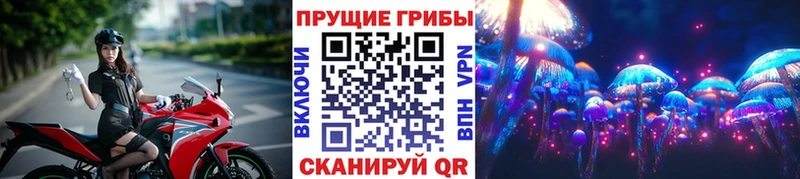 дарнет шоп  Мглин  Псилоцибиновые грибы мицелий 